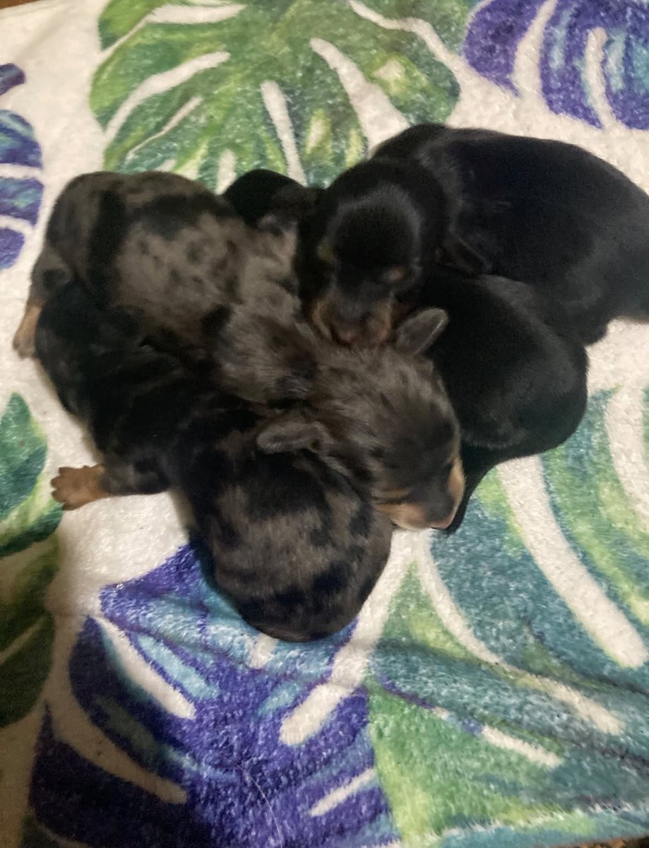 breedermone's tweet photo. https://t.co/dz2rHLZ7ky【七夕ベイビー誕生】ダックスの子犬4頭が生まれ/ 20年やっても感動は一緒。よく頑張ったね。＃北九州 https://t.co/IqQgtTGPqm
