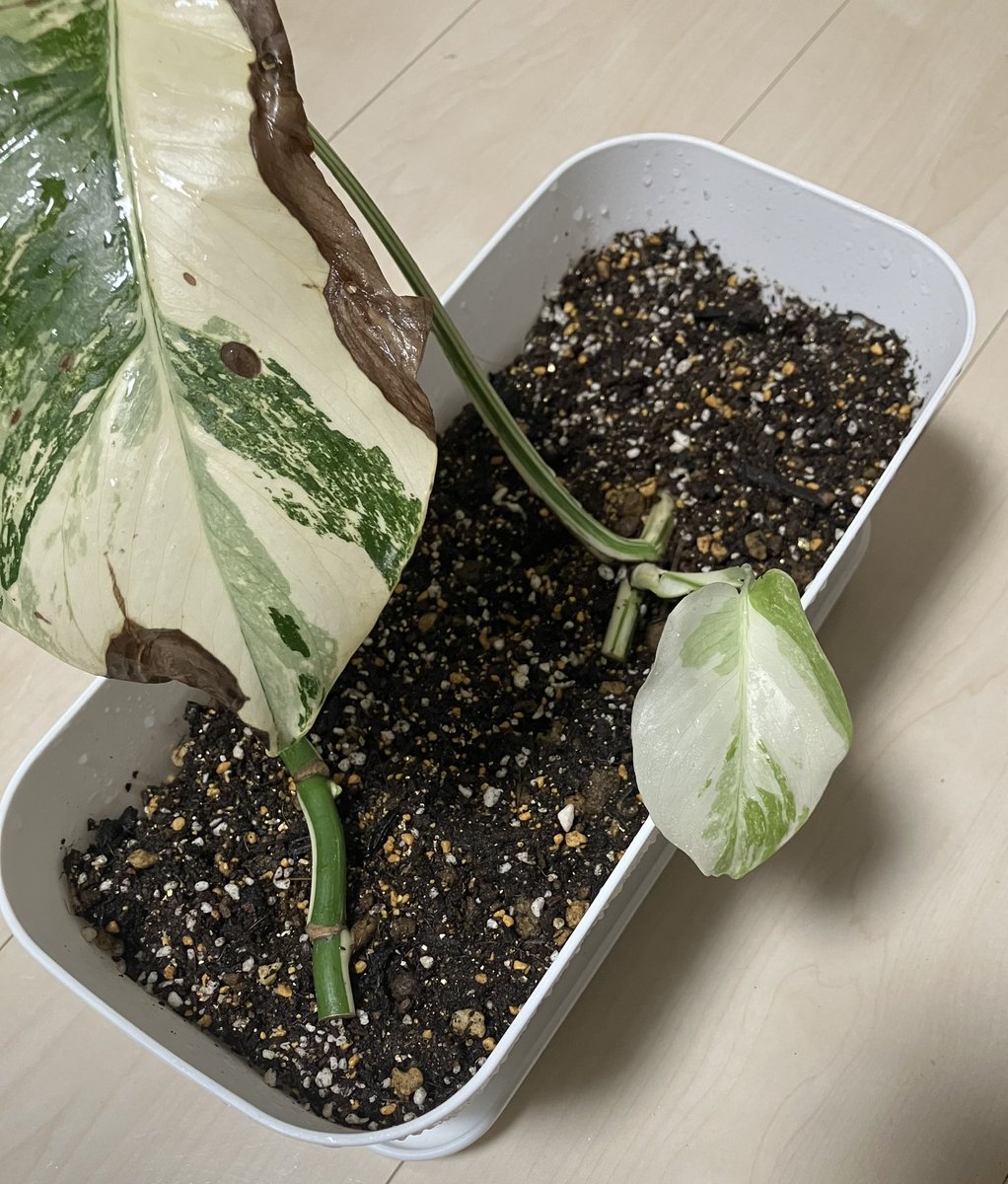 plants_taro's tweet photo. ちっちゃくて可愛い葉っぱがやっと開いた･:*+.\(( °ω° ))/.:+

時間かかった分、めっちゃ嬉しい٩( ᐛ )و

そして茎のみホワイトタイガーも少しプクッとしてきた🌱

これから2〜3ヶ月、成長が楽しみ😊

#モンステラ 
#ホワイトタイガー 
#観葉植物 https://t.co/3A5k5TcP60
