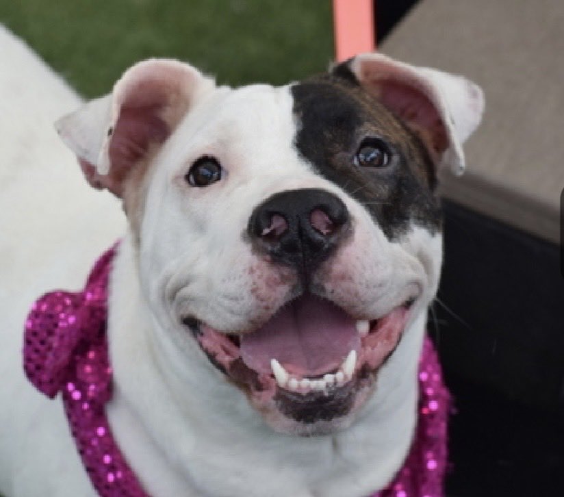 MoishesMom's tweet photo. 🚨Dumped by Human 💉🎯NYC 🚨

Oreo Cookie is a gorgeous 5️⃣year old 
Pibble girl who was surrendered by her human who could no longer “care” for her…she’s 6️⃣3️⃣ pounds and a perfect classic Pibble girl💞

She’s a mini-Long Stay of 1️⃣9️⃣ days

Oreo Cookie’s Bio ℹ️ 🔗 ⬇️

https://t.co/bEHq4sogHC

Oreo Cookie looks like a happy loving girl with her wide genuine smile and her shinning eyes 💫✨🤩

Will 🫵🏻give her a shot at a 🆕 life👊🏻

DM @notthesameone2 to apply for Oreo Cookie today 🙏🏻💞🙏🏻
