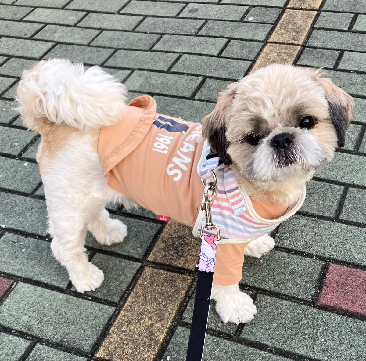 お店まであとちょっと。 ＃シーズー ＃犬と暮らす