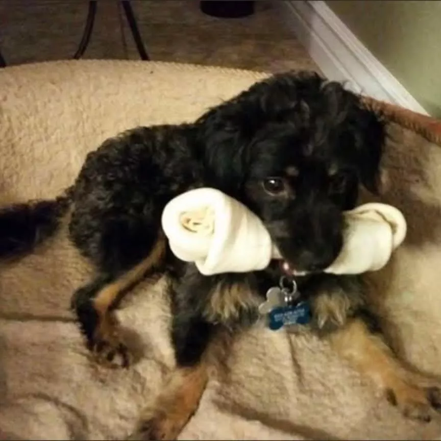 Nainahf's tweet photo. Our sweet little 13 year old rescue dog Ollie went to sleep and didn't wake up. We adopted him after someone threw him out the widow of a moving car as a puppy. I always said that I was his emotional support animal. ❤️ He had survived multiple injuries and illnesses that the vets didn't think he would live through, but he was scrappy. I'll miss you sweet little nugget 💔