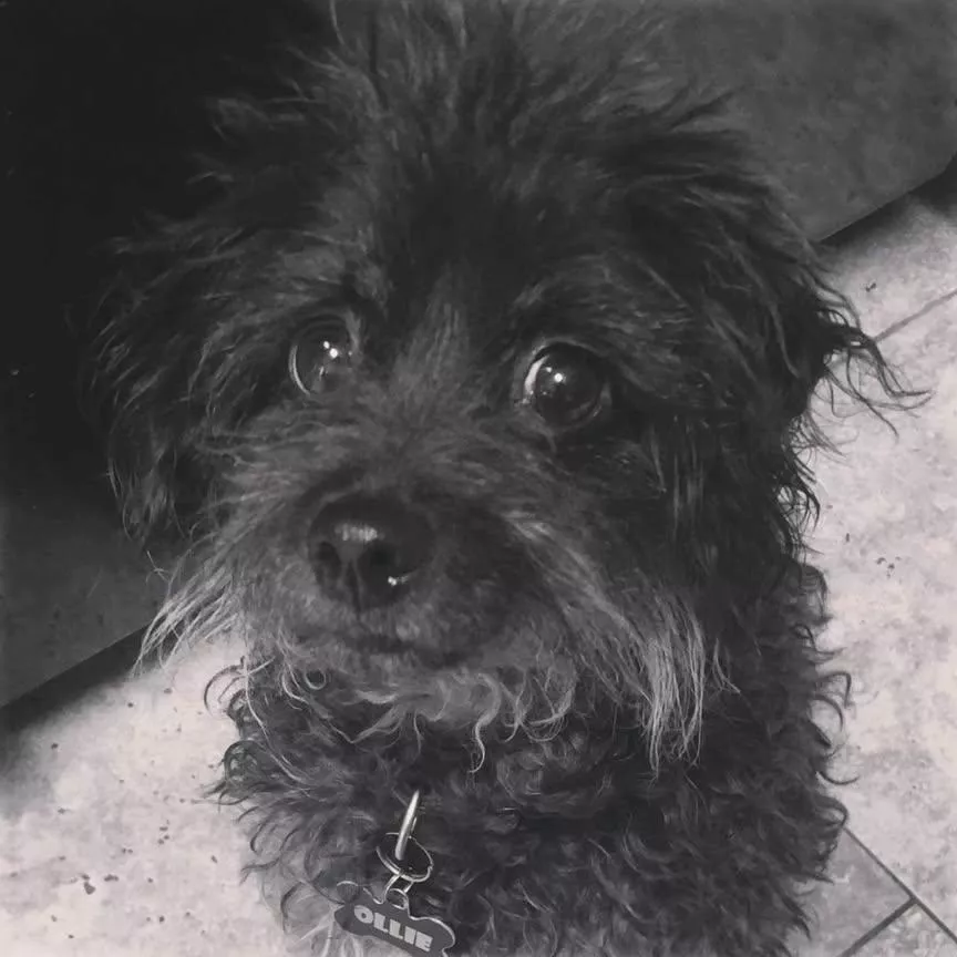 Nainahf's tweet photo. Our sweet little 13 year old rescue dog Ollie went to sleep and didn't wake up. We adopted him after someone threw him out the widow of a moving car as a puppy. I always said that I was his emotional support animal. ❤️ He had survived multiple injuries and illnesses that the vets didn't think he would live through, but he was scrappy. I'll miss you sweet little nugget 💔