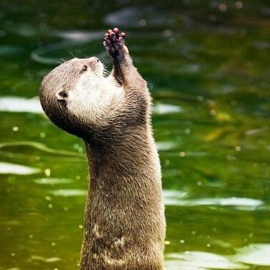 daily AG as otters 🦦 tweet media