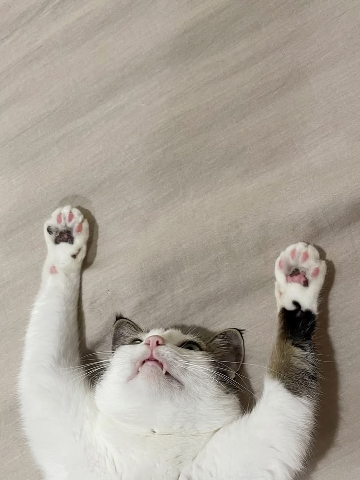 cat205779's tweet photo. https://t.co/yLLaMixbBx