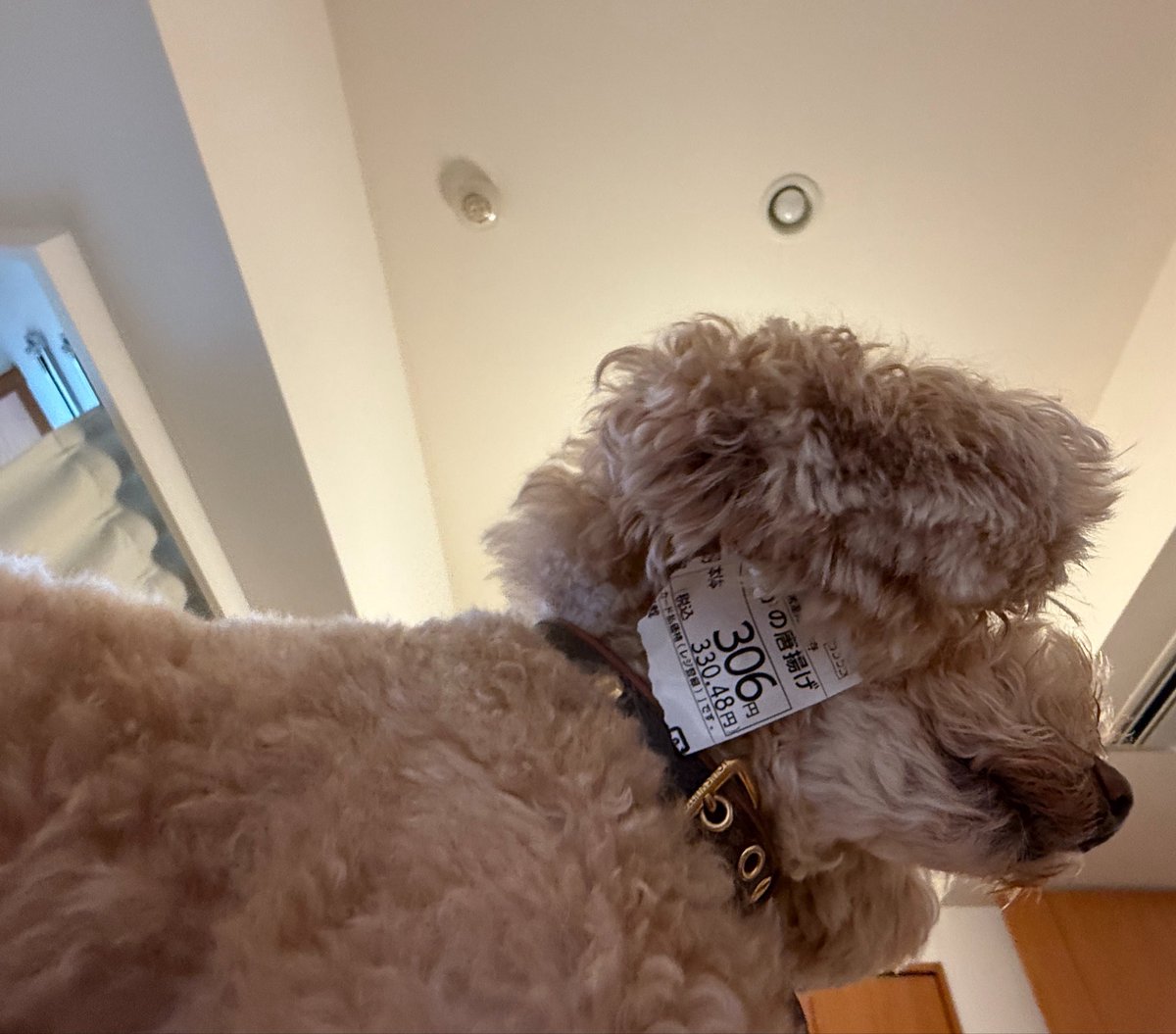 Haneru_Inaba's tweet photo. ゴミ袋を荒らした犯人、誰なのかまったくわからんな https://t.co/XydtayvoEW