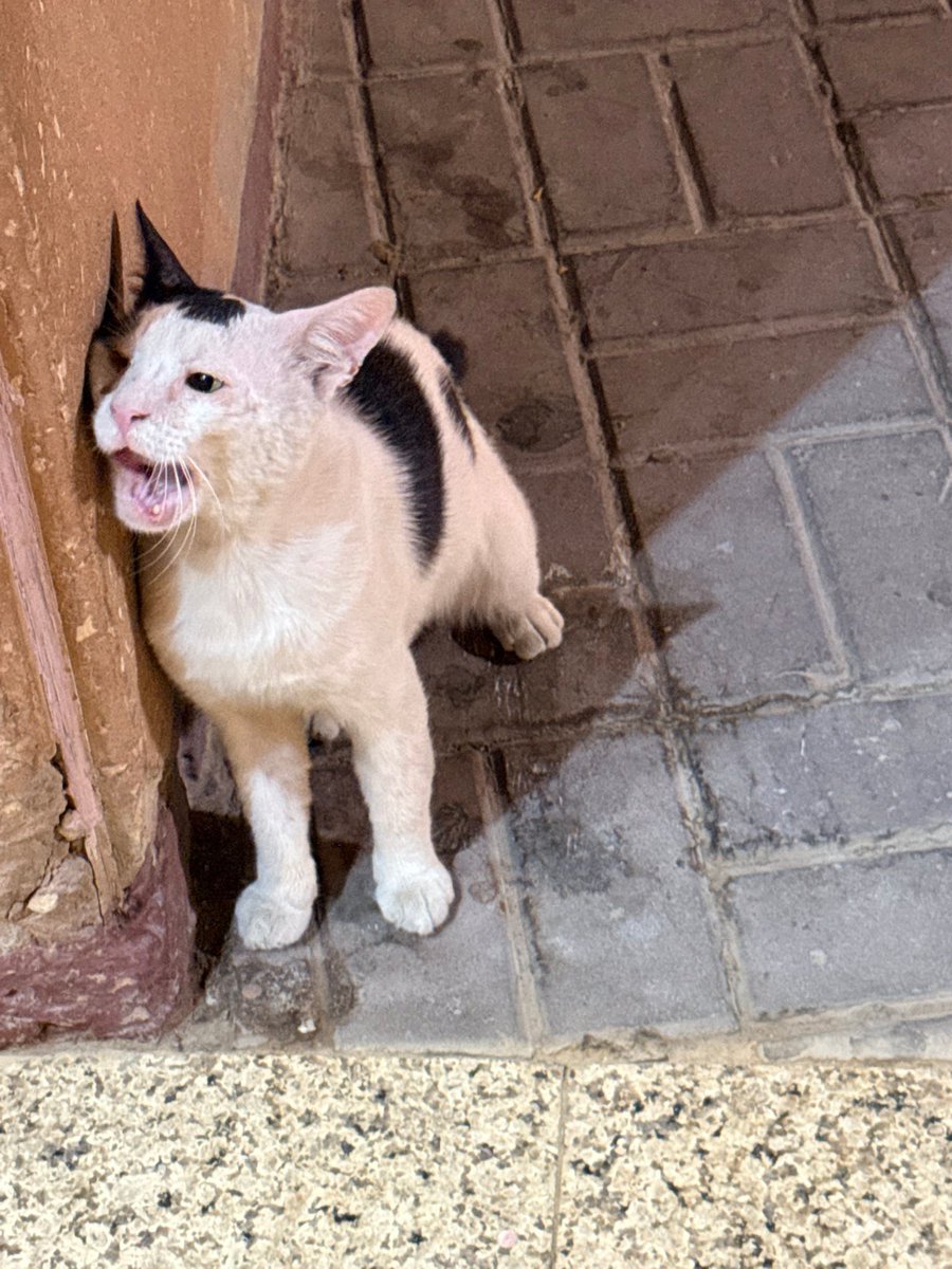 Animal_rescue0's tweet photo. #انقاذ⁩ ⁧#عاجل⁩ ⁧#الرياض⁩ 
😭😭
بالسلام مول عند بوابه واحد قط كبير بالسن فاقد البصر بعين وحده وأسنانه متأذيه https://t.co/mDQtOsf2AL