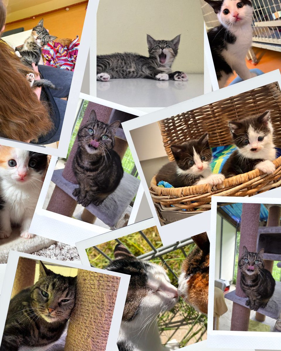 DCAchterhoek's tweet photo. 𝗦𝗼𝗺𝗺𝗶𝗴𝗲 𝗿𝗲𝗰𝗼𝗿𝗱𝘀 𝗯𝗿𝗲𝗲𝗸 𝗷𝗲 𝗹𝗶𝗲𝘃𝗲𝗿 𝗻𝗶𝗲𝘁... 🐱
Nooit eerder vingen we zoveel katten en kittens tegelijk op als nu.
Vandaag staat de teller op 123!

We helpen je graag bij het vinden van een match die écht bij je past. 💛
https://t.co/FSNwCLKTac https://t.co/vYfY3wyumd