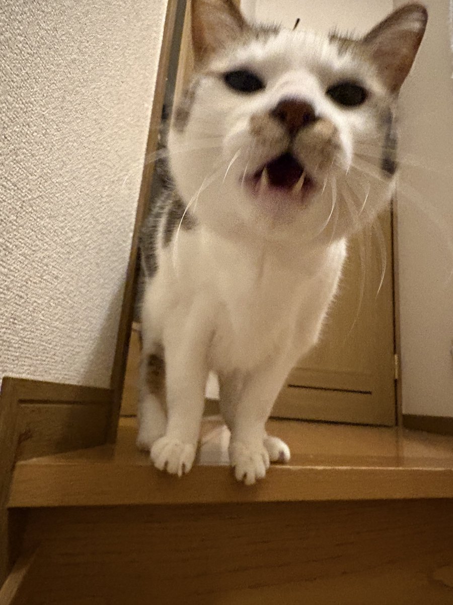 Komo__neko's tweet photo. 躍動感 https://t.co/x653dnRVrm
