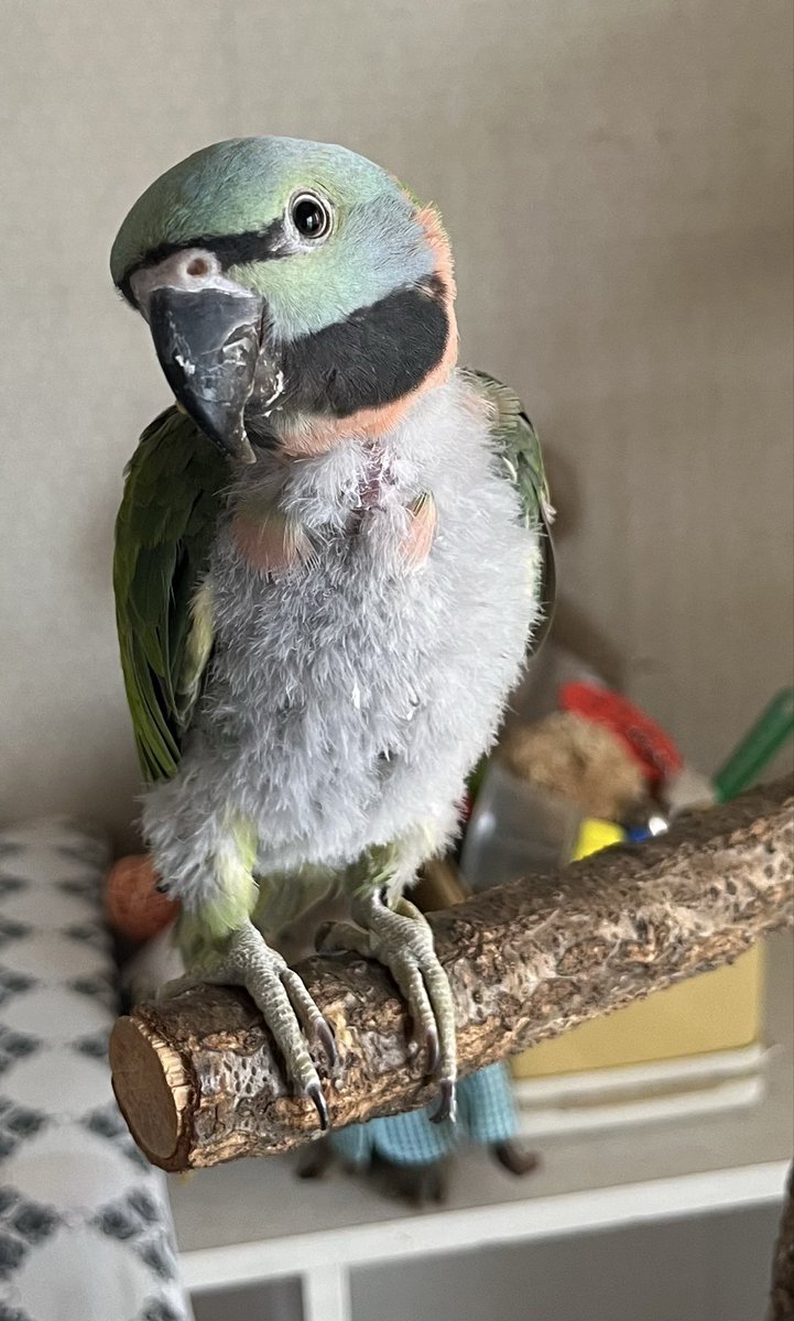 poppo_5556's tweet photo. いつきちゃんを逃してしまってから11ヶ月が経ちました。いつもご協力ありがとうございます。逃してしまったと連絡を受けたそのときから今日まで、必ず再開してまた一緒に暮らすという決意は変わりません。私の家族なのです。皆様どうかご協力お願いいたします。
#インコ
#迷子
#保護
#名古屋市
#千種区 https://t.co/P9W1y99E9f