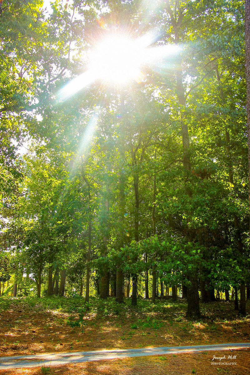 JosephHill3794's tweet photo. Sunrise☀️🌳
#July2026
Photo By: Joseph Hill🙂📸☀️
#sunrise #bright #morning #daylight #sunlight #nature #trail #trees #summer #beautiful #peaceful #sunrisephotography #NaturePhotography #SouthernPinesNC #July https://t.co/lJsys7AWKq
