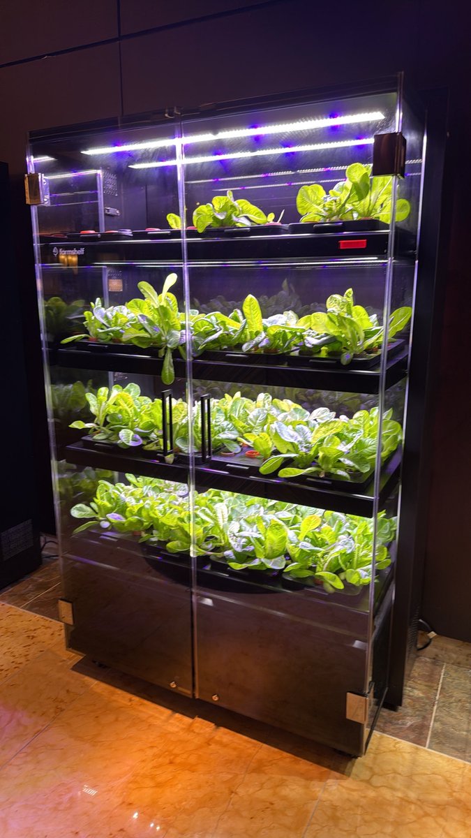 realjasonabrams's tweet photo. They grow the lettuce and when it gets to the right age the head chef uses it in salad.   Thoughts around phone booth grown lettuce? https://t.co/2K41a9FaT3