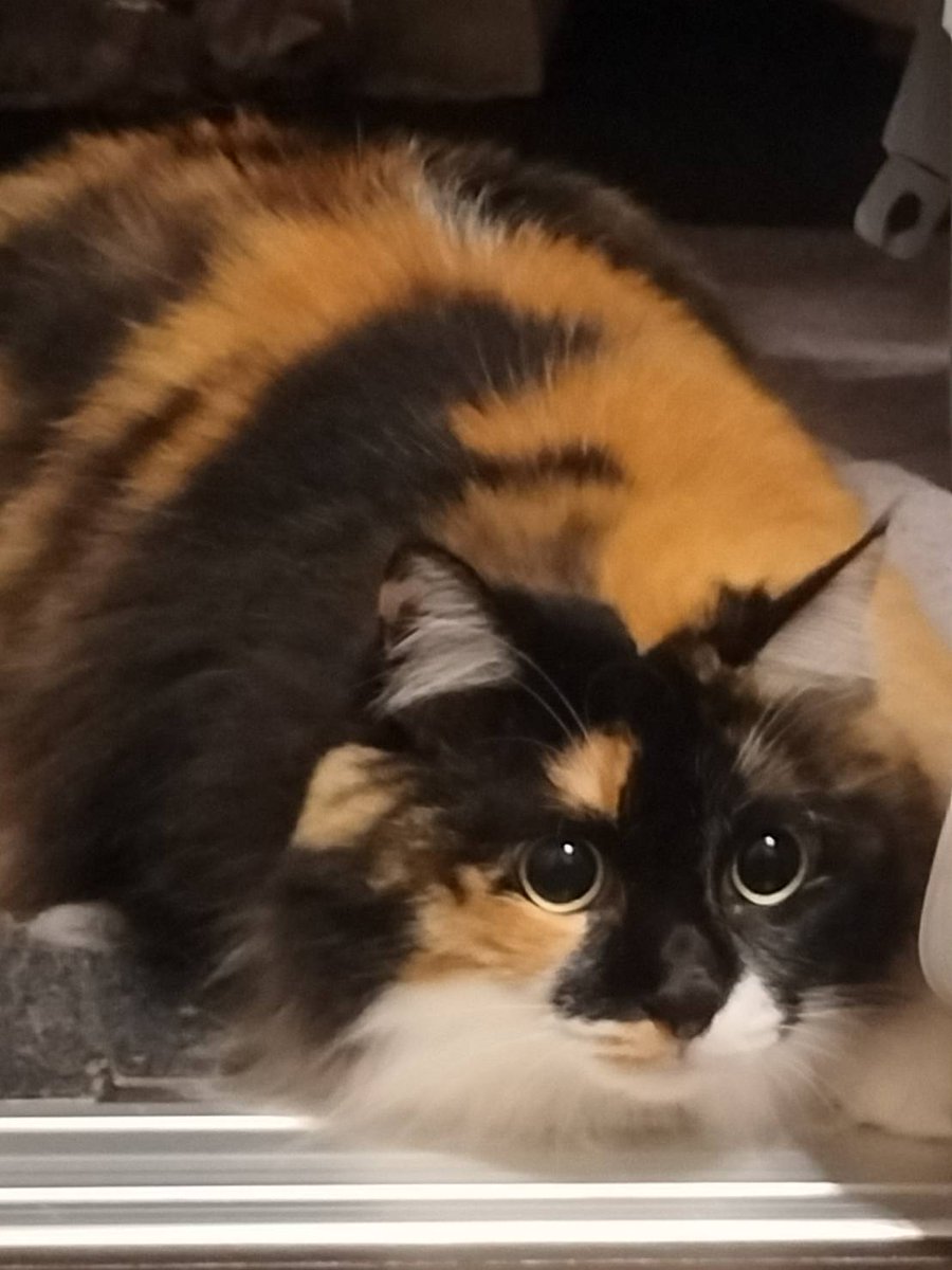 Cathode_2001's tweet photo. 実家の三毛猫
太ったし目が丸すぎる https://t.co/TxBLXed4qo