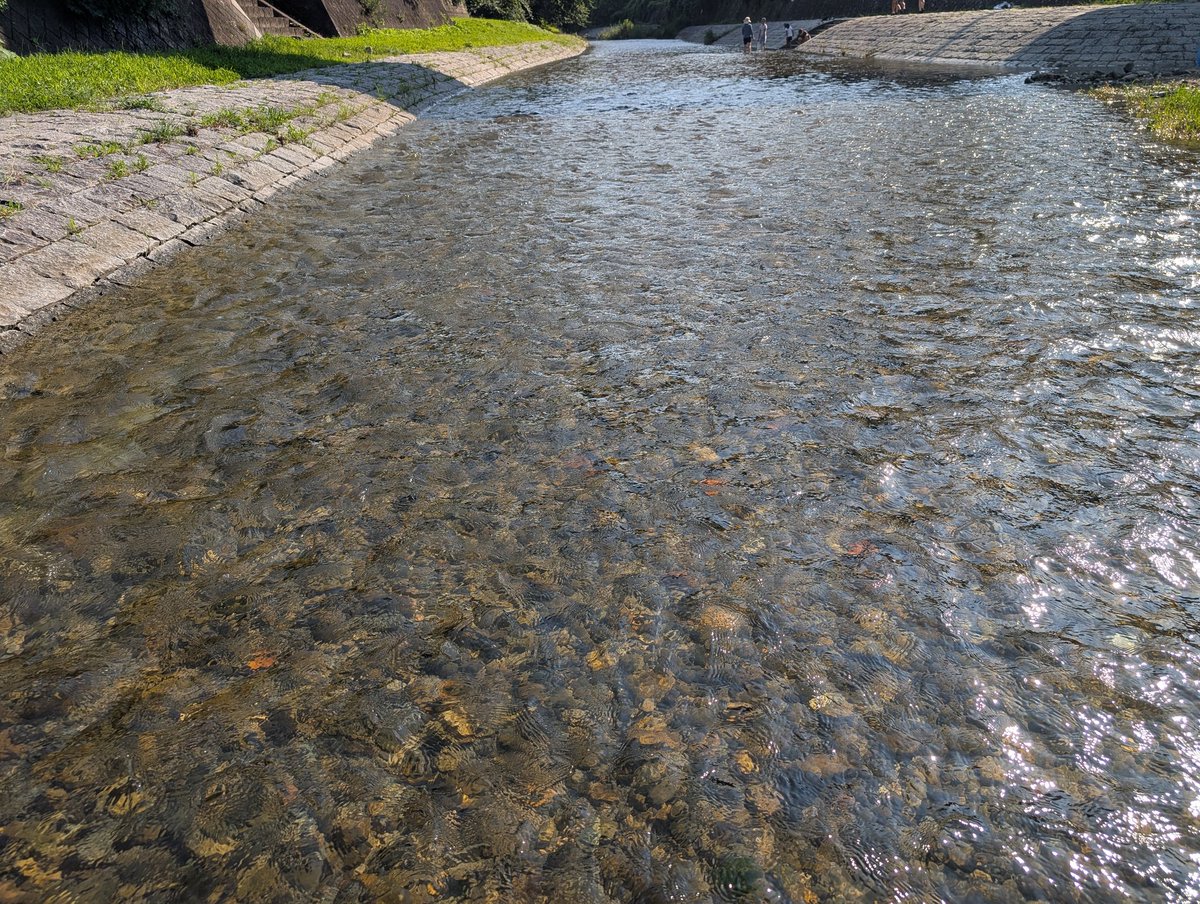 mozu_yan's tweet photo. 学校終わりを攫うようにダッシュで川。
なんかの魚、メダカ、ドジョウ、タニシ、ヤゴなどをとって遊んで満足していて嬉しみ。 https://t.co/yHSR7ruuCG