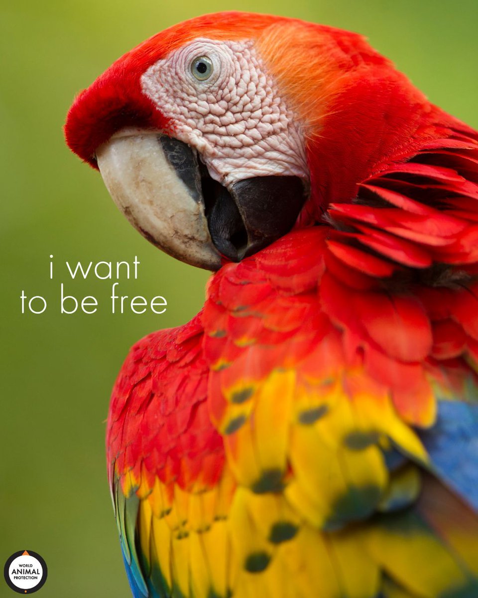 World Animal Protection US tweet media