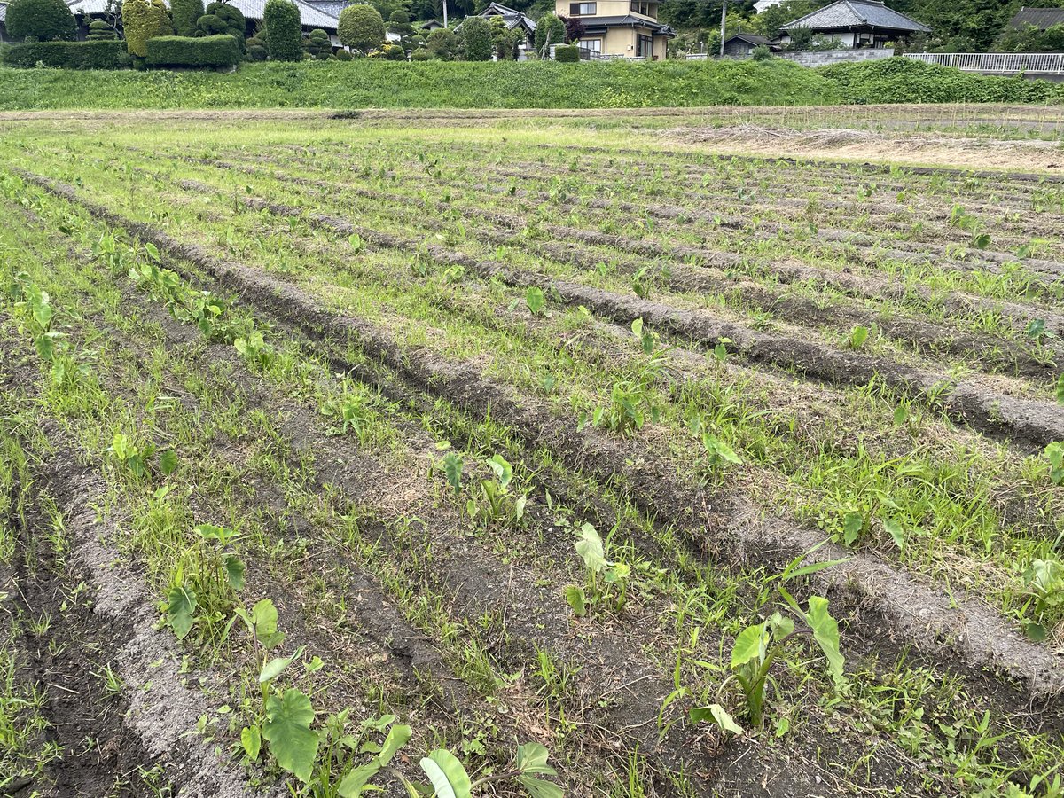 ProjectPigeon7's tweet photo. pigeon farm 第２拠点　京芋

7月に入り一気に雑草が増えた
草刈りと株周りの草引��を地道に頑張っております🕊️ https://t.co/JQDEAs3OoZ