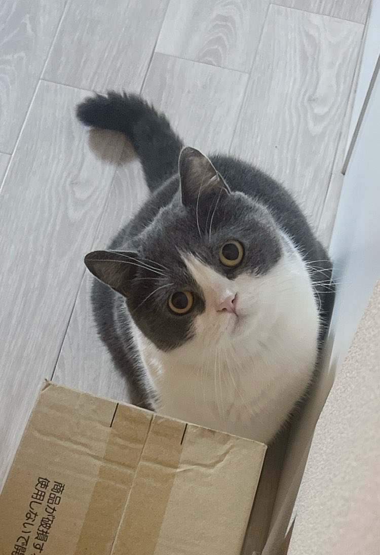 ambrechat33's tweet photo. 今日も遊ぶ気満々でかわいい https://t.co/z0YPjx3a14