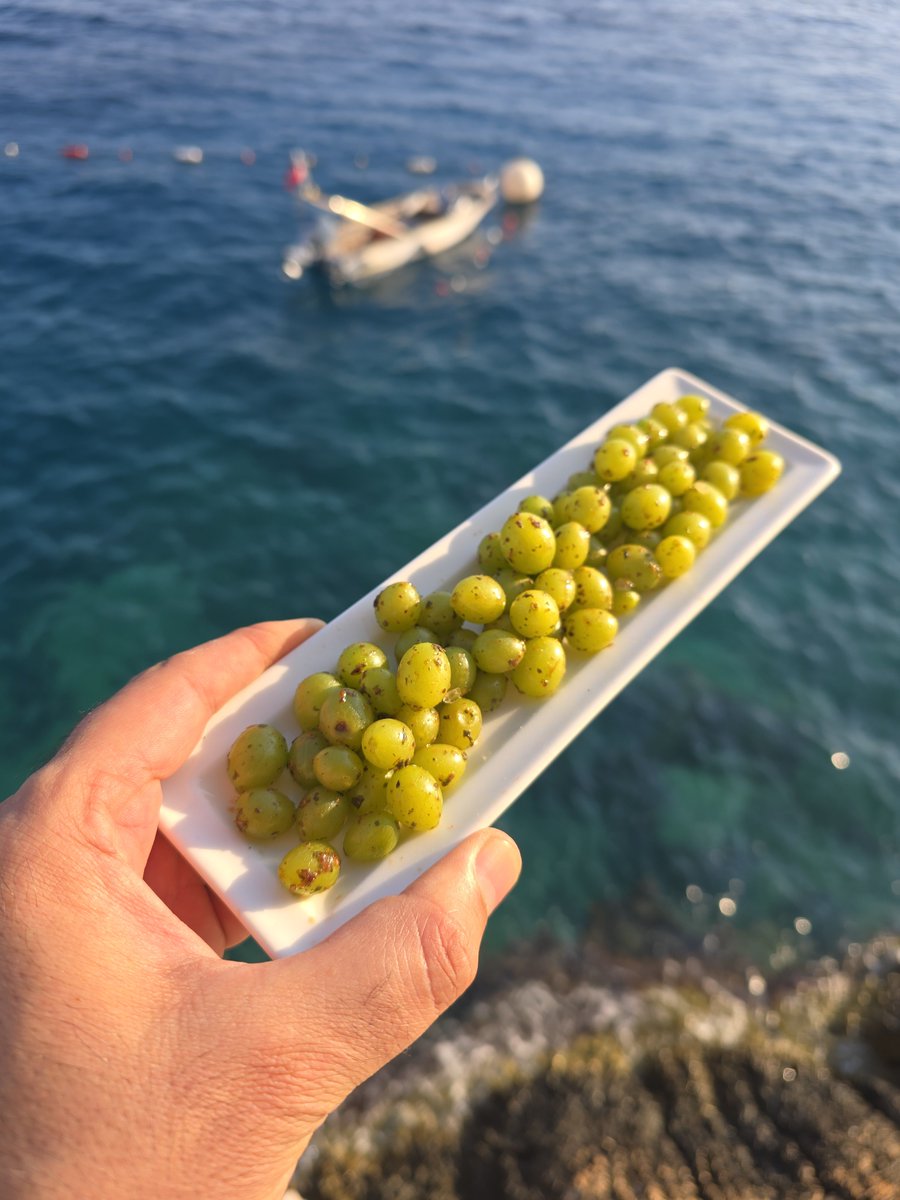 meleklerinpayi's tweet photo. Bu sene Kaş'a Temmuz'da gelince koruk zamanını yakaladım. Koruk Terlemesi, yapması çok kolay, nefis bir viski ve rakı eşlikçisi. Ayıkladığınız korukları yıkayın, ağzını kapatıp çalkalayabileceğiniz bir kaba koyun (kavanoz olur, shaker olur) birer çay kaşığı tuz, nane, sumak ve pul biber ekleyin, ağzını kapatın ve kokteyl yapar gibi sertçe çalkalayın, koruklar hafif ezilecek ve enfes ekşisi baharatlarla taçlanacak