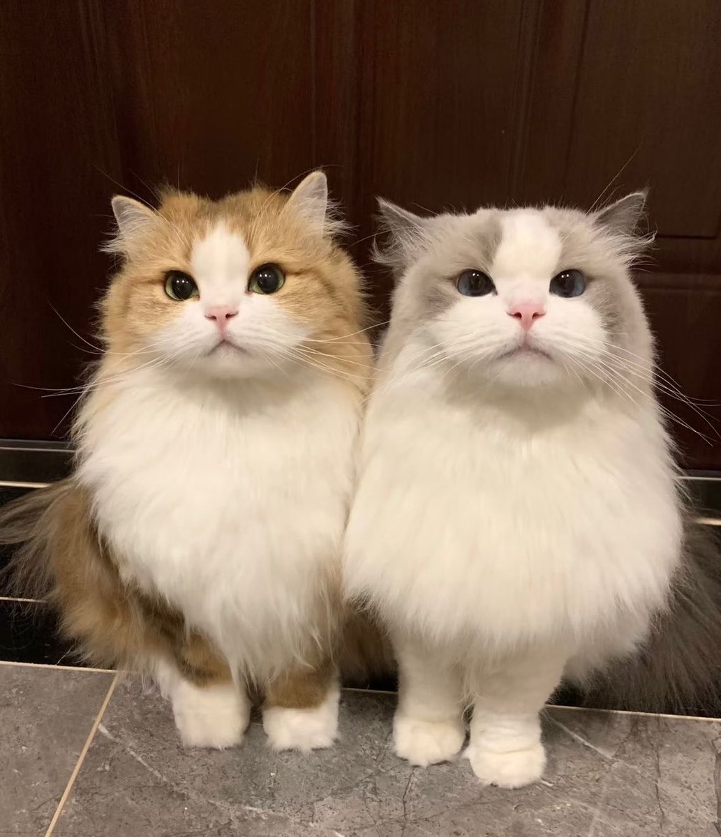 khunpol_heart's tweet photo. 🐈🐈💘💘 https://t.co/gqFY7oOgMG
