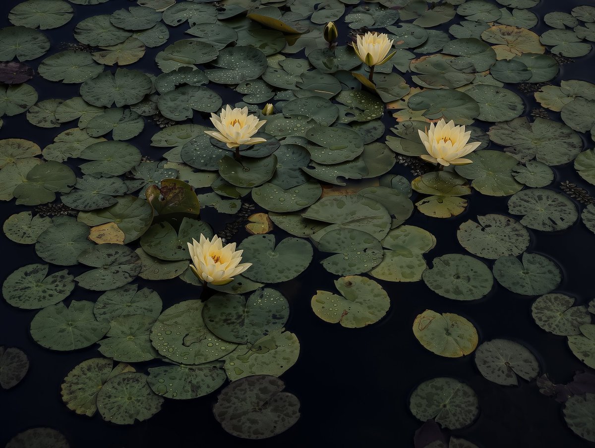 Eryth_Studio's tweet photo. Yellow water lilies ✨ https://t.co/VnkNMONXVF