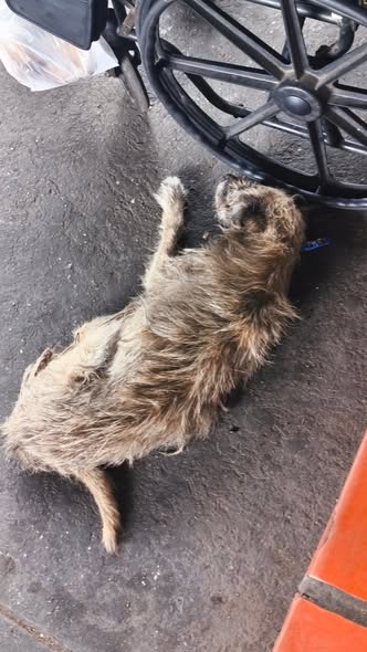 A64029345's tweet photo. Por favor ayuden a este perrito está viejito y no camina. Debajo del puente de las flores Petare. Le duele para caminar un veterinario o alguien que lo pueda tener por favor, no come https://t.co/n1w297b9yH