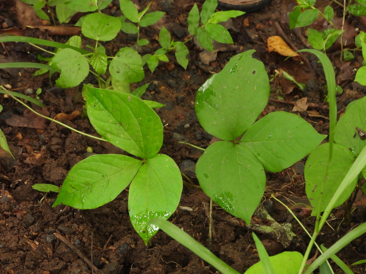 BiotechSanjeet's tweet photo. Know your wild edible climber of Odisha
Dioscorea hispida Dennst.
Local name: Banya Aalu
#Forest #Climber #Odisha #Wild #Edible #Dioscorea #Edible #Local #Medicinal #Food https://t.co/ekDOybiniS
