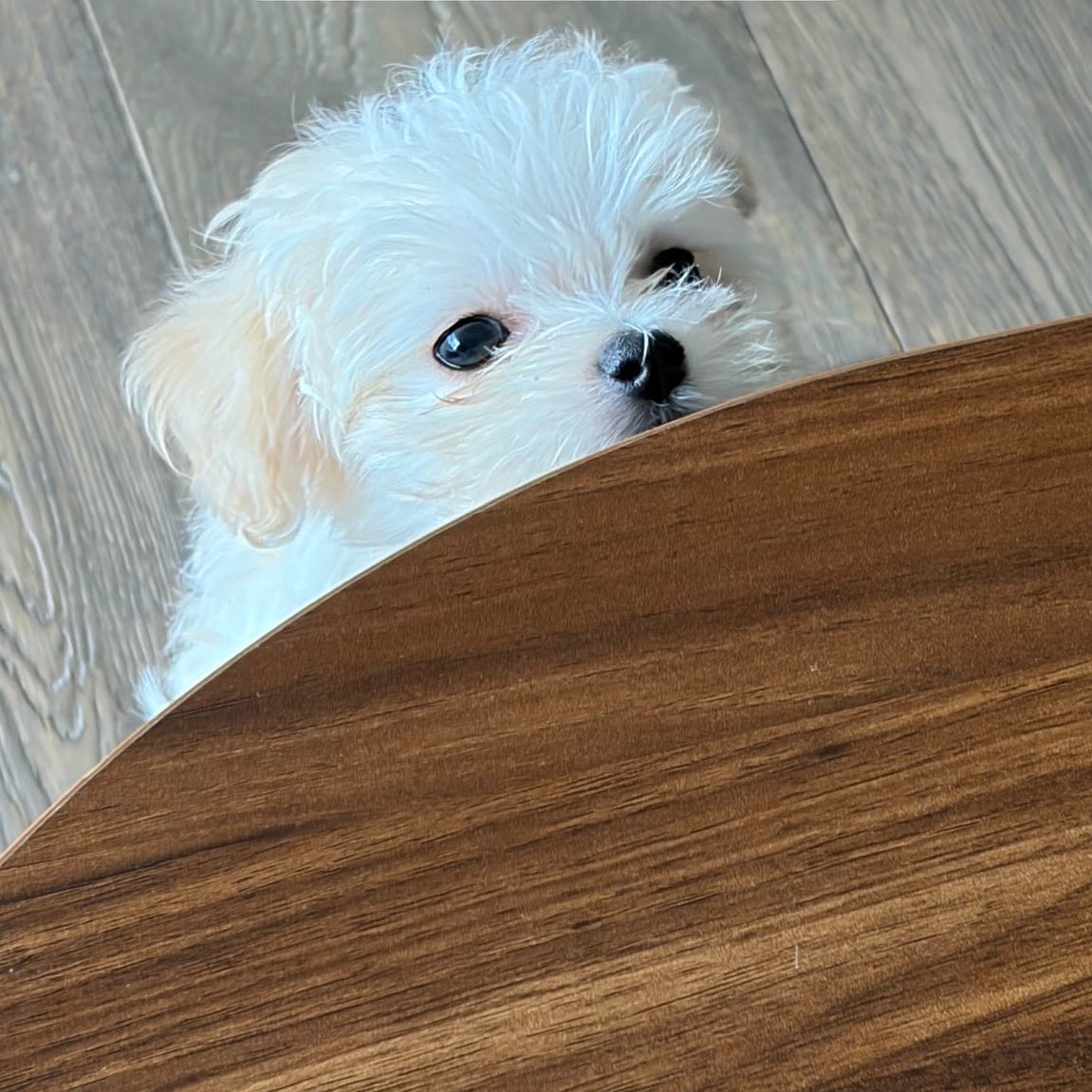 Kimgeto's tweet photo. 뽀뇨 어케 엄마랑 이렇세 똑 닮앗지 https://t.co/26BK4w4GIy