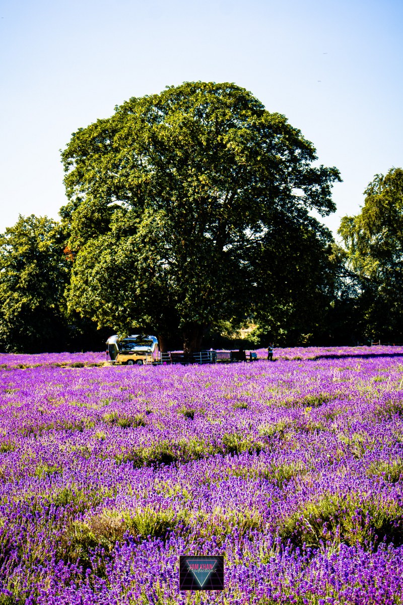 topboyimy's tweet photo. Mayfield Lavender farm - London #photography https://t.co/cJFq9USU4S