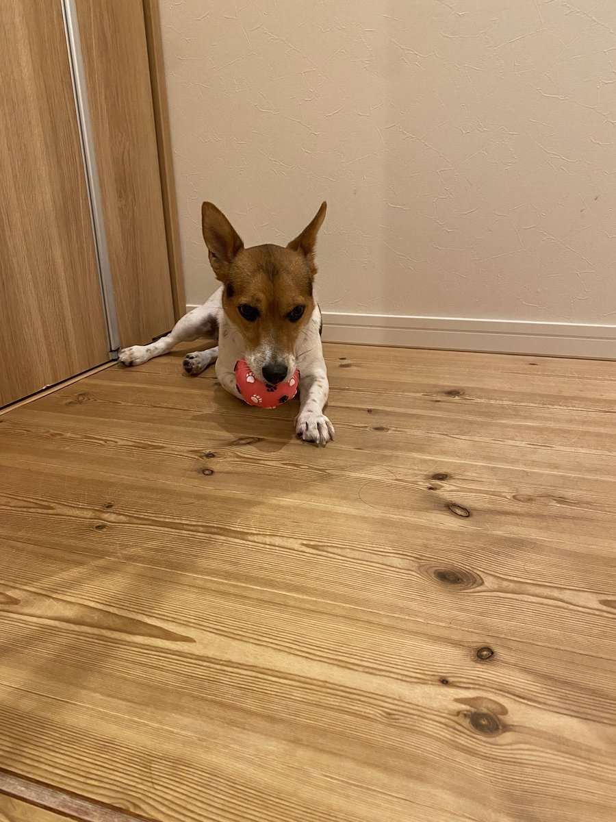 JRT55476930's tweet photo. 「今日はもうボール終わりだよ」と言われた犬。

#ジャックラッセルテリア https://t.co/wfrlbLP1zQ