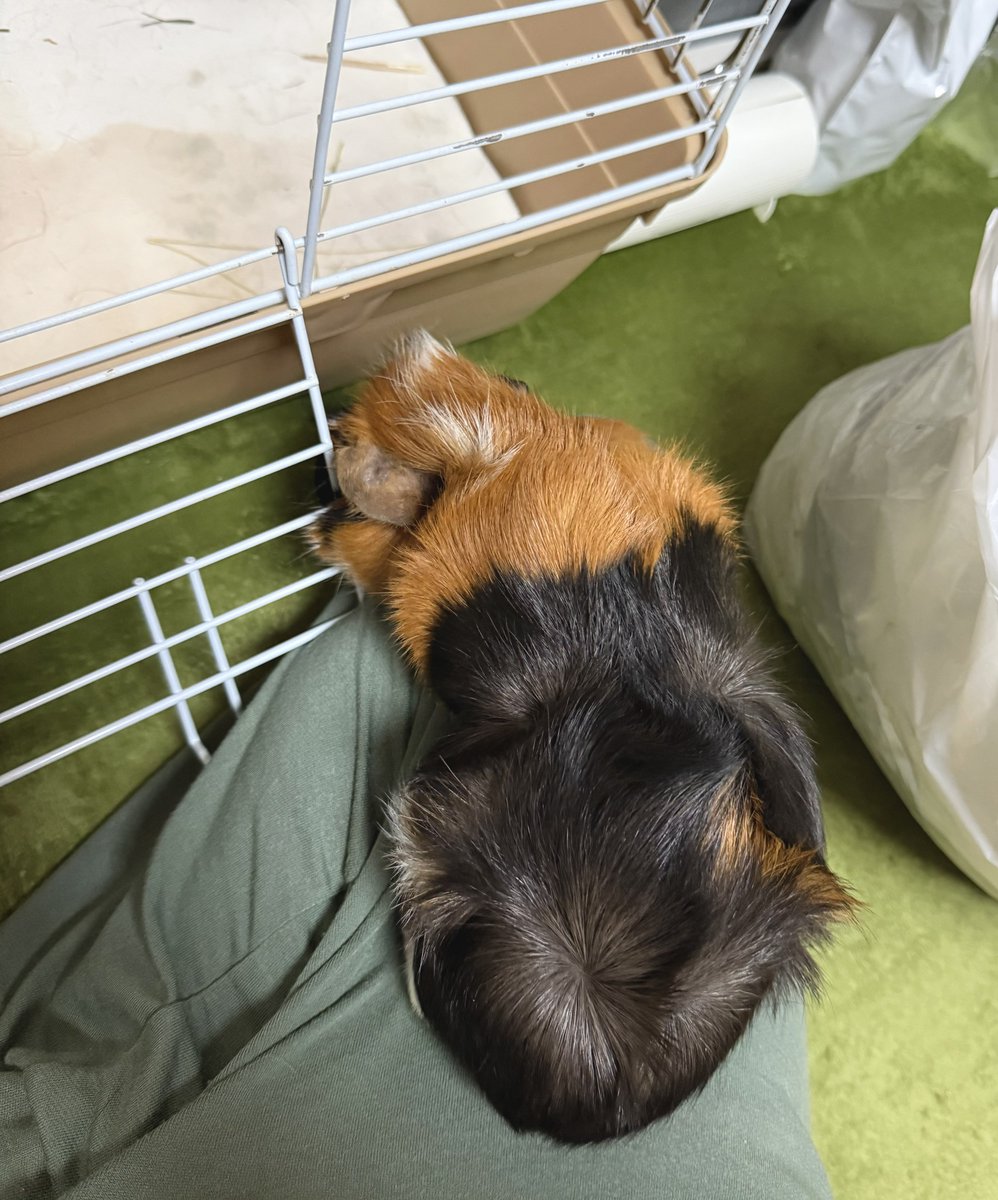 akaba_211if's tweet photo. ちっちゃいあんよをプルプル伸ばしてオヤツのお野菜を狙うユズちゃま🐹🥦
この後お皿ひっくり返すことに成功するもすぐ飼い主が回収して手の届かないところへ片付けちゃったので、「確かに落としたはずなのに！ないない！そんなばかな…」と暫く床を探してました😂💦
#モルモット #guineapig https://t.co/qRDOqVkjyj