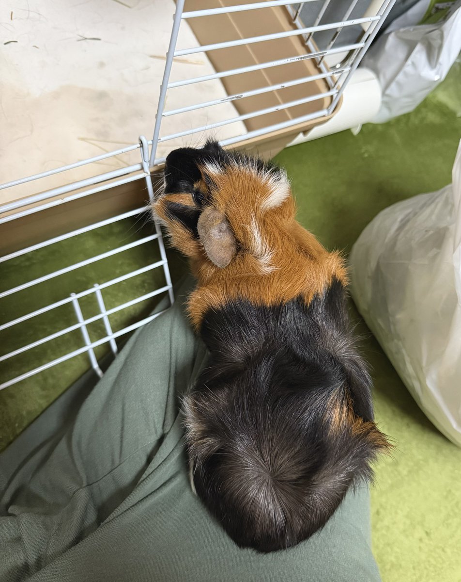 akaba_211if's tweet photo. ちっちゃいあんよをプルプル伸ばしてオヤツのお野菜を狙うユズちゃま🐹🥦
この後お皿ひっくり返すことに成功するもすぐ飼い主が回収して手の届かないところへ片付けちゃったので、「確かに落としたはずなのに！ないない！そんなばかな…」と暫く床を探してました😂💦
#モルモット #guineapig https://t.co/qRDOqVkjyj