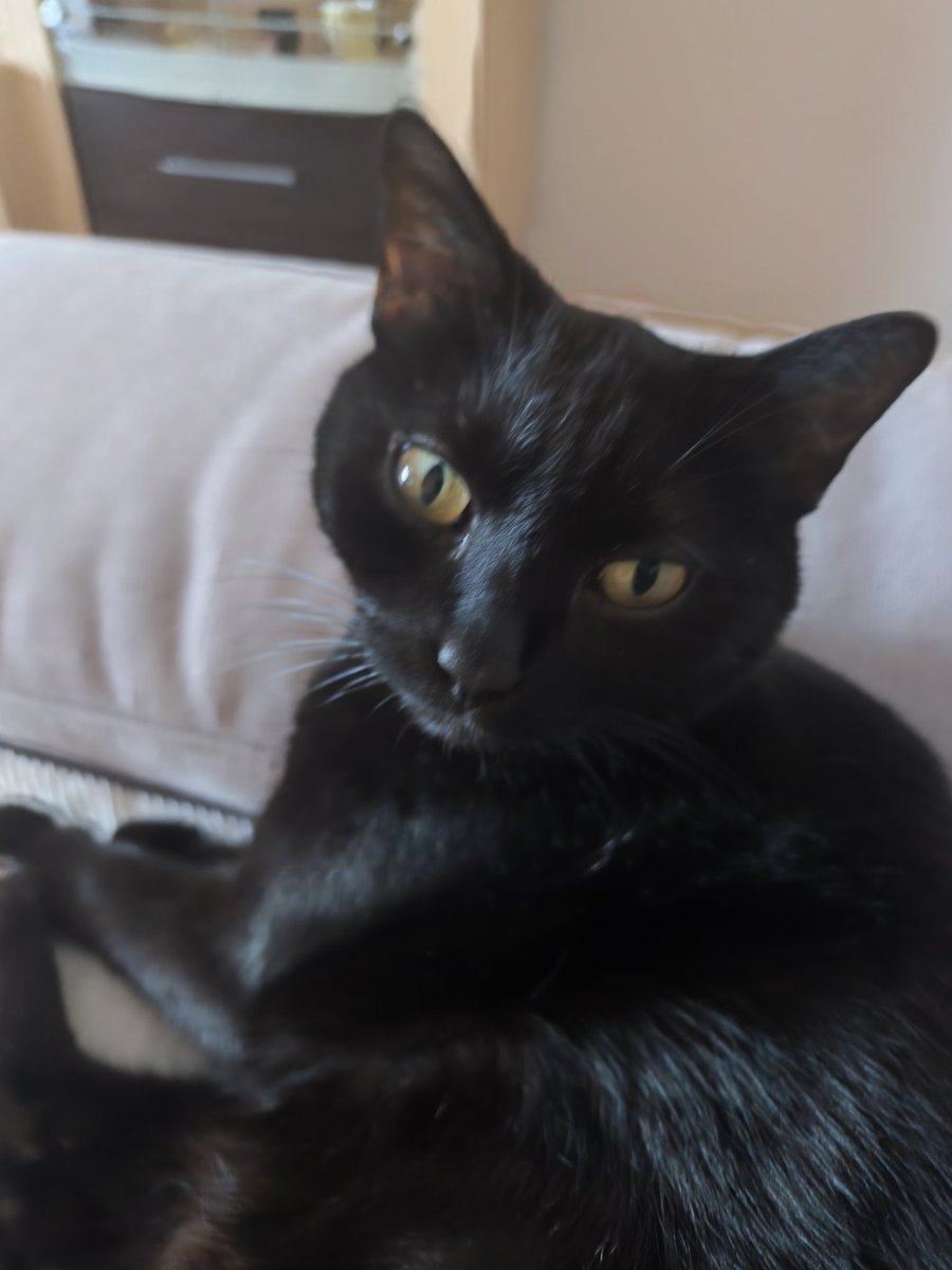 EdeltraudS96104's tweet photo. @iqrafatma1278 Ich habe eine süße, schwarze Katze! 💓 https://t.co/ys5i7zftS4