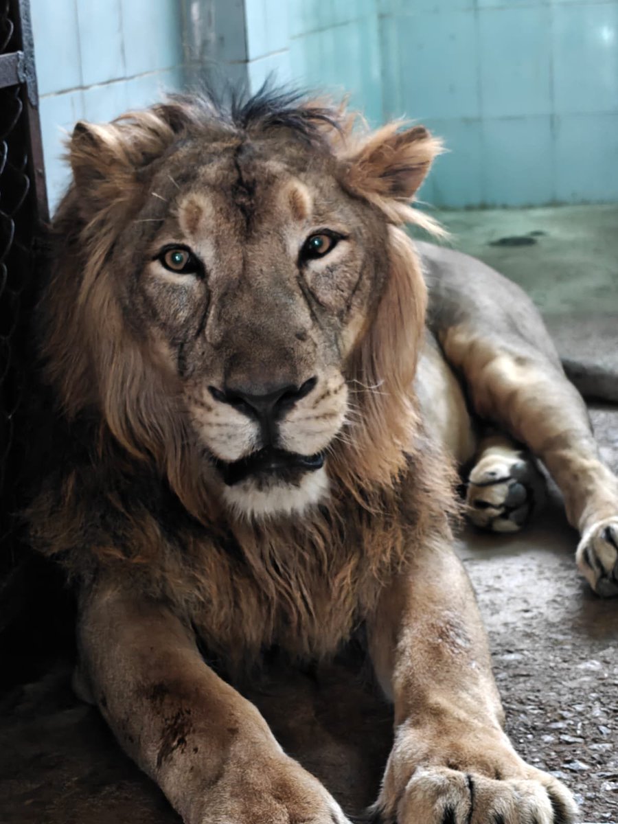 prakashdips's tweet photo. Etawah Safari Park includes Lion,Deer,Antelope,Bear,Leopard Safaris, Asiatic Lion Breeding Center, Facilitation Centre,Education Theater, Kids Zone,Artificial Lakes..
Grateful to Dr. Anil Kumar Patel, IFS,Director for facilitating visit..
#etawahsafaripark https://t.co/gaBJPTughC