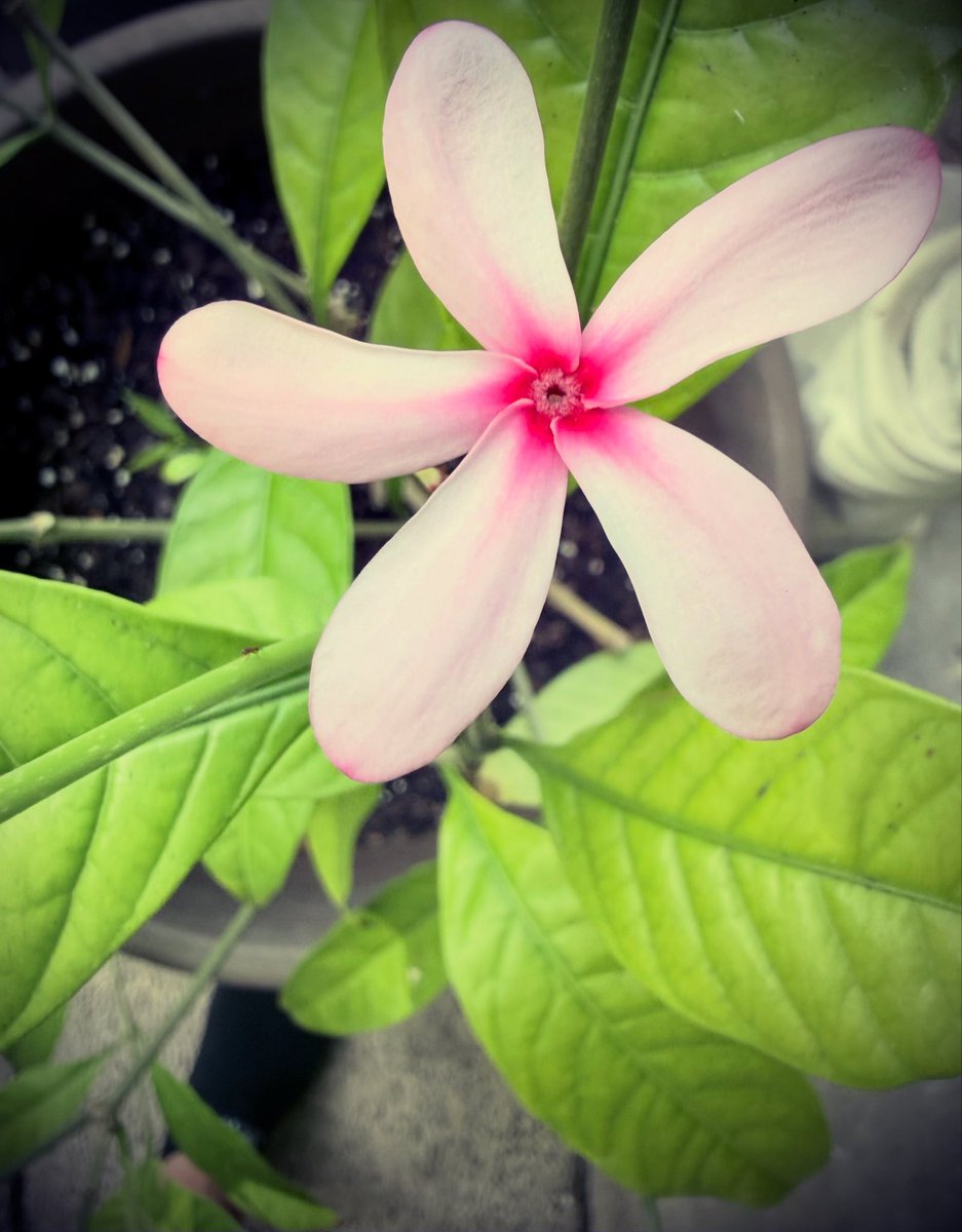 KyleBLeite's tweet photo. 🌸 Did You Know There Is a Pink Gardenia? 

Pink Gardenia or Pink Kopsia 
(Kopsia fruticosa)

#PinkGardenia #RareFlowers #GardenLovers #FlowerMagic #BloomOfTheDay https://t.co/3QIjDdtaQy