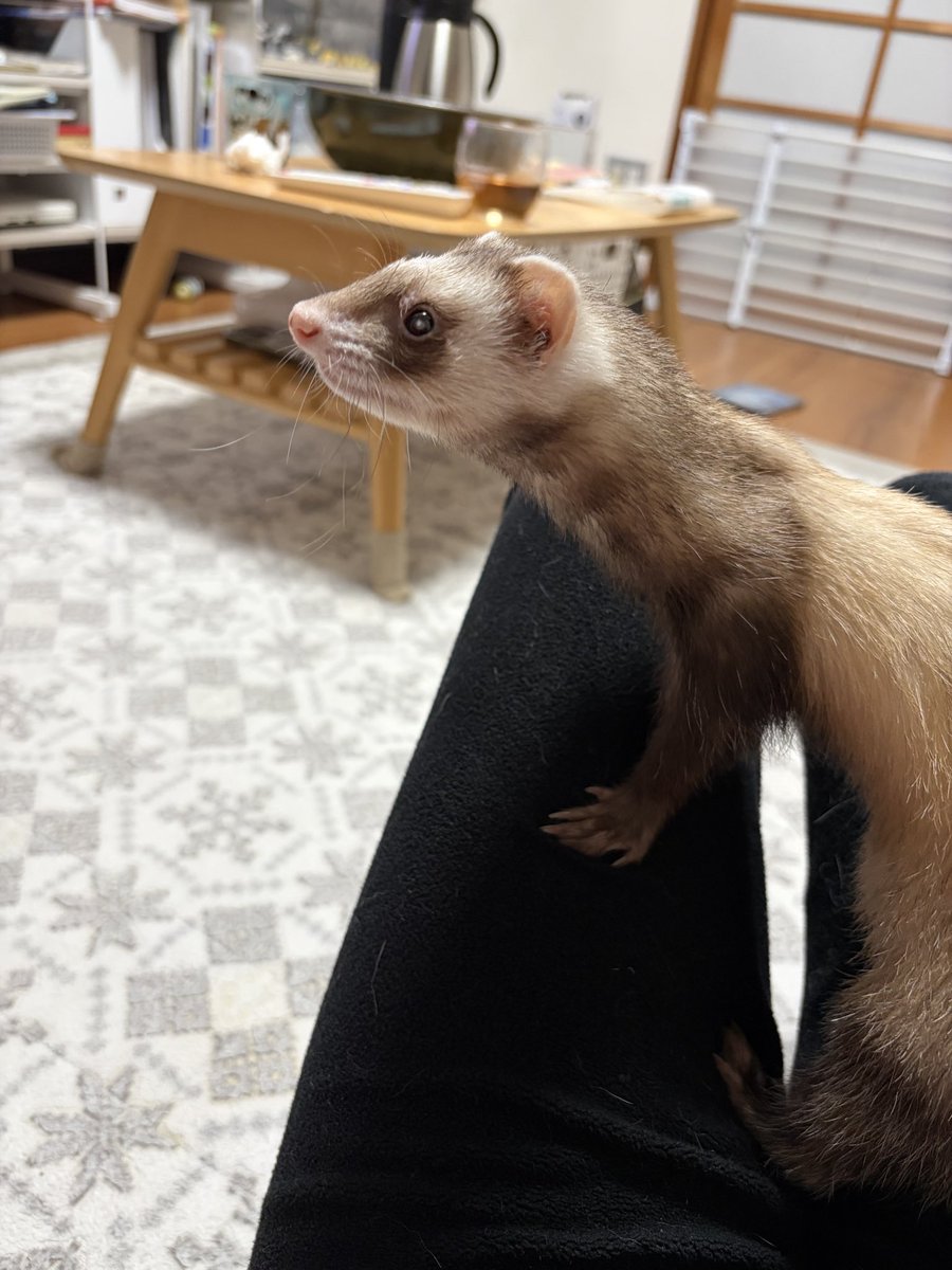 D_69_gari's tweet photo. まろちゃん、しなやかすぎる！！
ほんとあんたは7歳に見えないな。 https://t.co/a32b66J9Nr