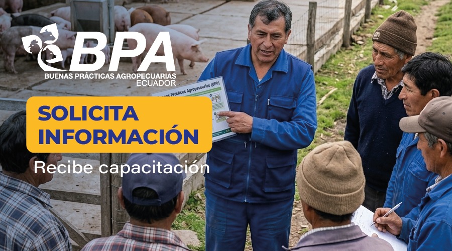 AgrocalidadEC's tweet photo. ✅ Las BPA se implementan paso a paso.

☝️La clave es la mejora continua.

El proceso de certificación #BPAEcuador es sencillo y adaptado a la realidad de cada productor. https://t.co/8zpRY9yAXr