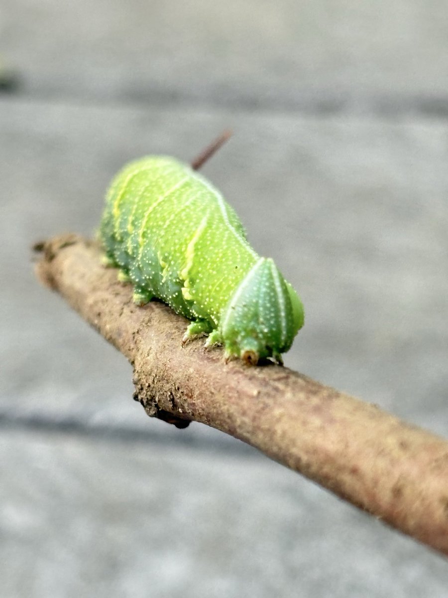 どっからきたこの幼虫！