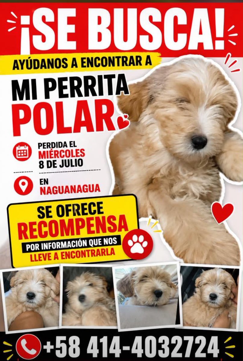 bichiyalistica's tweet photo. Holaa por favor ayuda para conseguir a Polar, ella sufre de apego y se puede enfermar, la última vez vista fue el dia de ayer 8 de julio en la tarde, por  Naguanagua Carabobo, por Bomba Santa Ana 

Contactase directamente al +58 414-4032724 

#Ayuda #Difundir https://t.co/YMUSs8vFOB