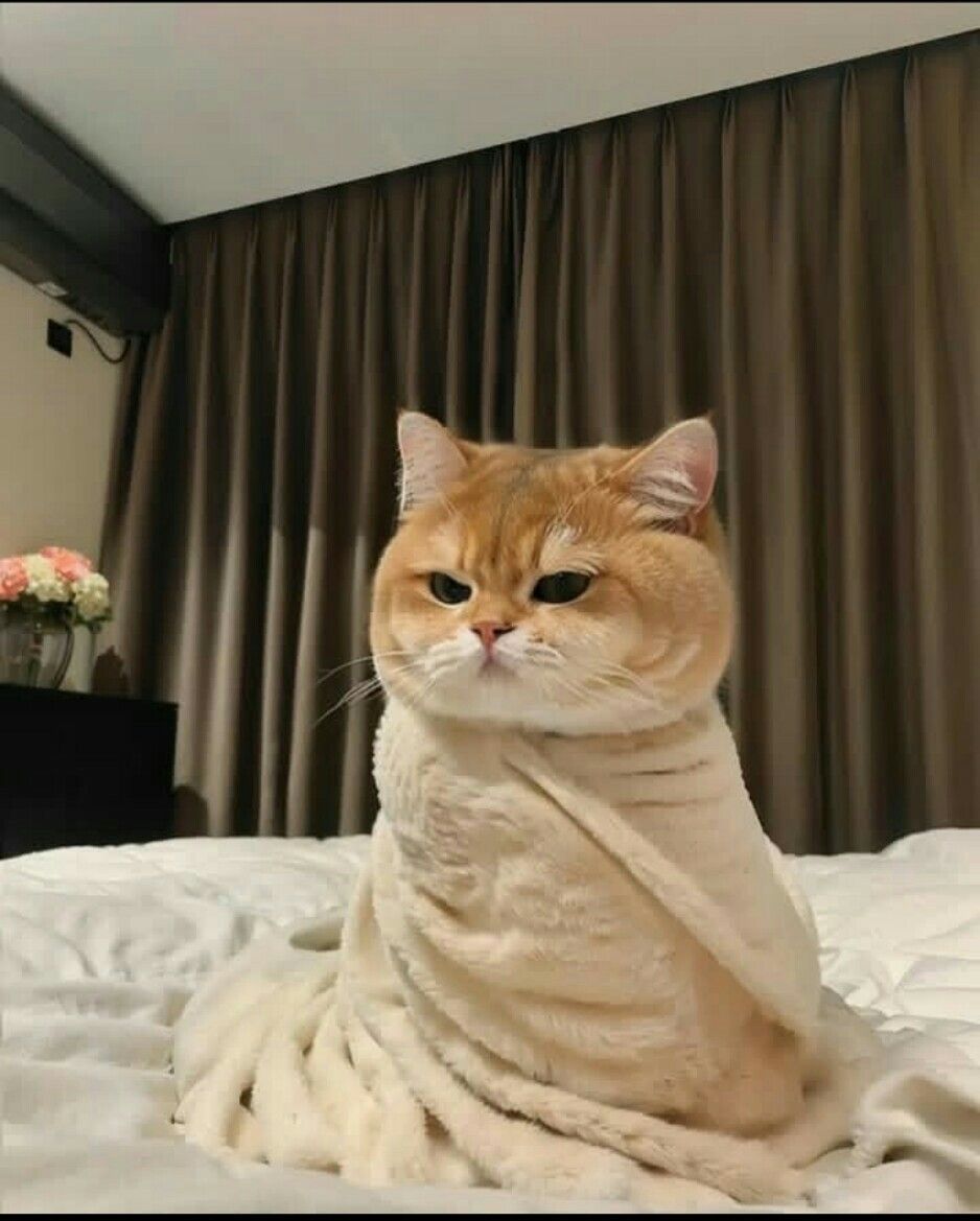 cutestscats's tweet photo. Serious face and cozy blanket vibes goals 🥹 https://t.co/kF2CTbtrco