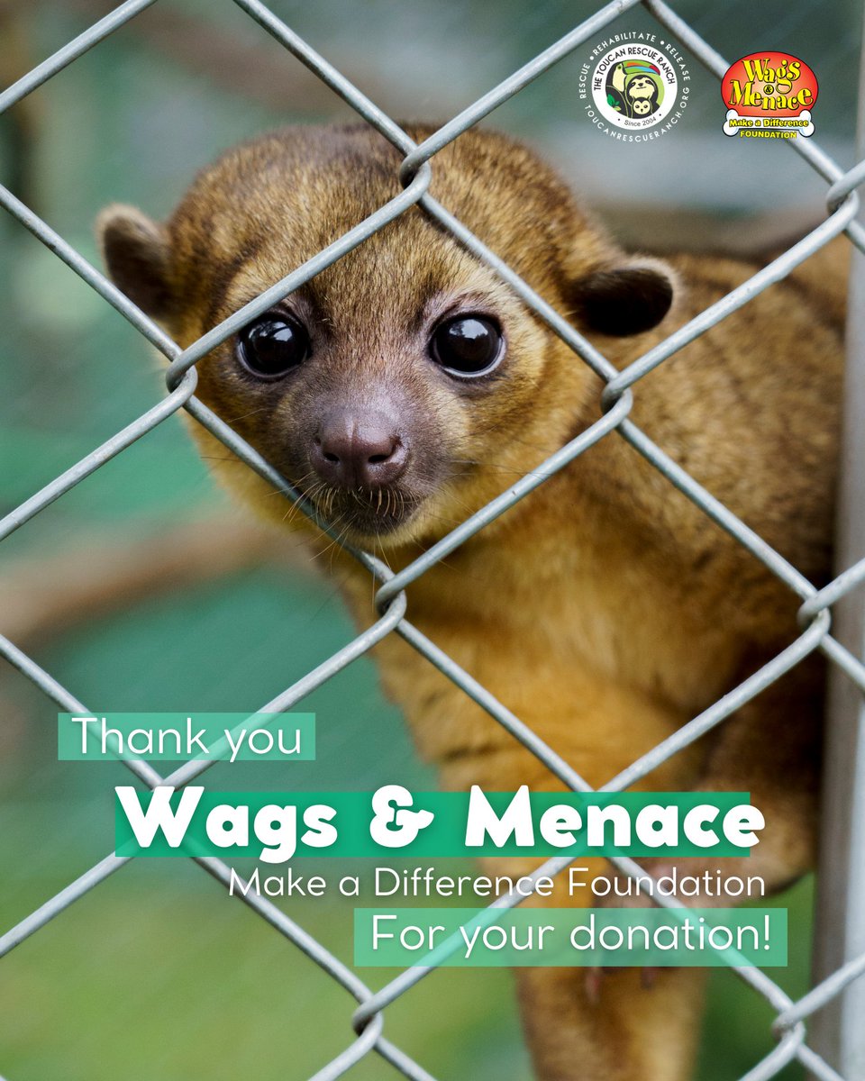 ToucanRescue's tweet photo. 🌱  On this Thankful Thursday, we celebrate the generosity of the Wags and Menace Make a Difference Foundation! This remarkable foundation is a key supporter of animal welfare initiatives across the globe!

➡️ Learn more about them here: https://t.co/GE1broRsjo https://t.co/EJmdMIEXUU