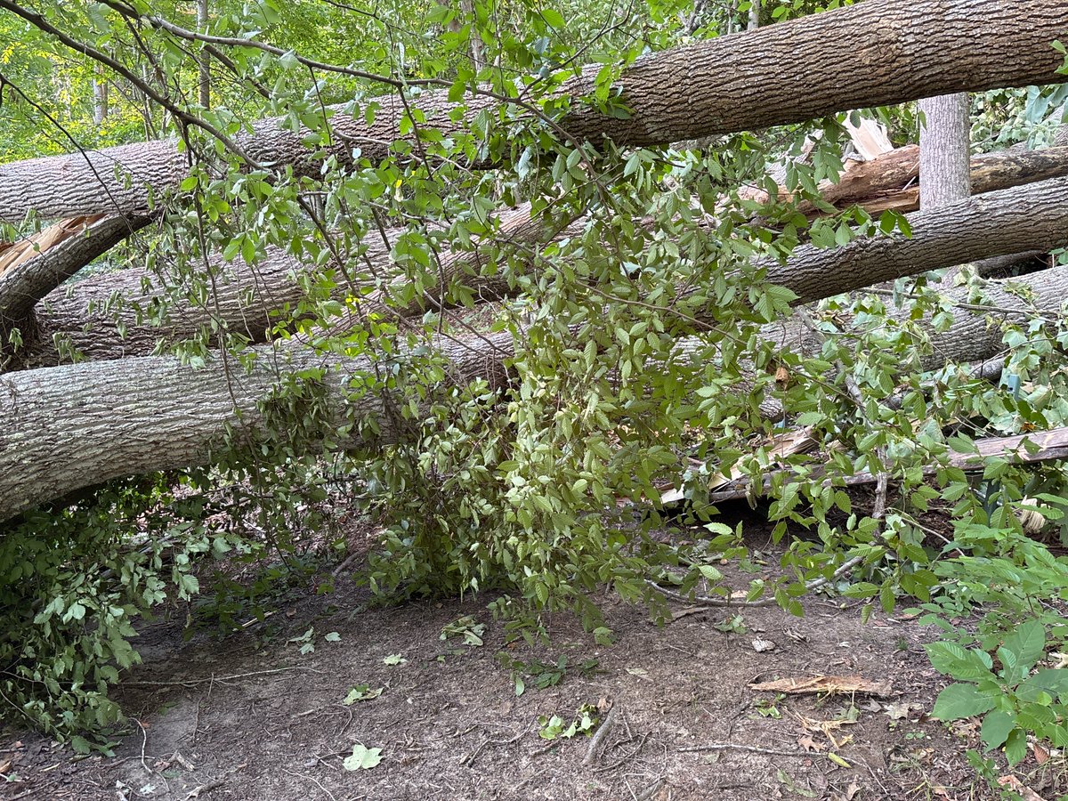 AmerChestnutLT's tweet photo. ⚠️ Trail Update: Turkey Spur and part of East Loop beyond Oriole Trail are closed until further notice. Parkers Creek and Horse Swamp trails also have major tree blockages. For fewer obstacles, visit our south side trails. Updates will be posted as clearing continues! https://t.co/xn6T2B4ouD