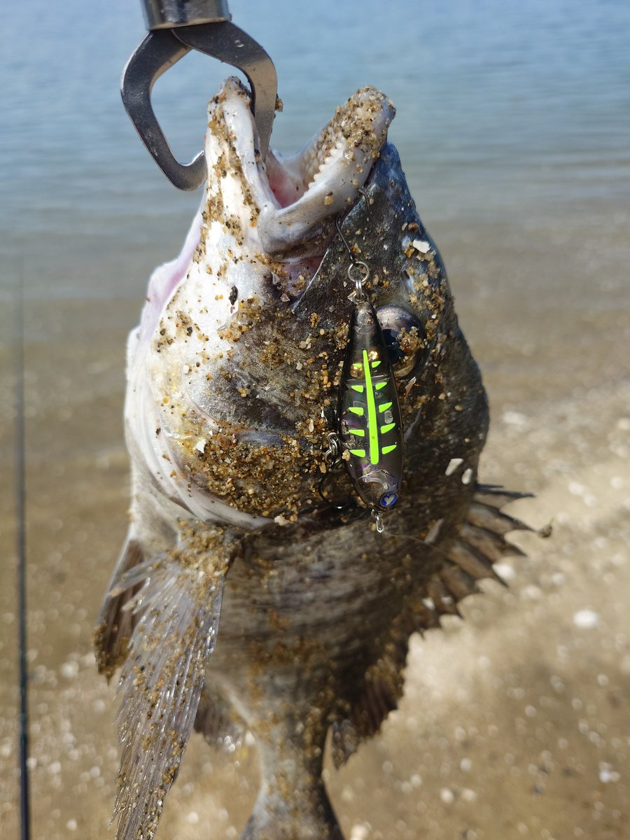toshi009fishing's tweet photo. 初めてトップで釣った
#内海 https://t.co/V6ePC8KMNg