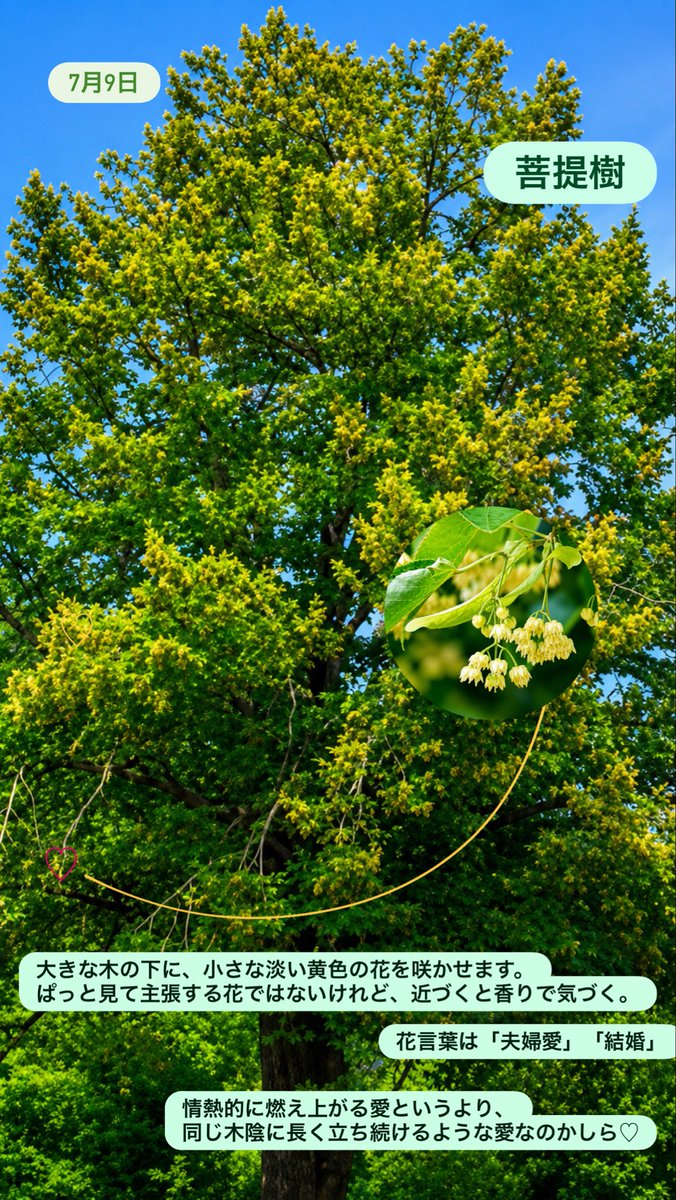 Saule_Flower's tweet photo. 🇯🇵日本のお寺にある『🌳菩提樹』はお釈迦様が悟りを開いた木とは、実は別の植物。

🇮🇳インドの菩提樹は、クワ科のインドボダイジュ。
葉の先が長く伸び、イチジクのような実をつける。

一方 日本で #菩提樹 と呼ばれるのは、アオイ科シナノキ属。
淡い黄色の小さな花を房状に咲かせる。

寒さに弱い→ https://t.co/r8wbrGEKuV