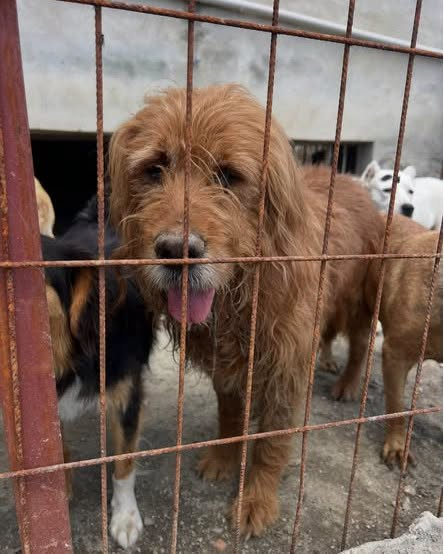 zllktlr's tweet photo. "BU YAŞTA BİR BARINAK KAPISINDA DEĞİL, BİR EVİN SICAKLIĞINDA YUVASINDA OLMALI
İstanbul
0532 154 88 62
Bu yakışıklı çocuk 11 yaşında… Hayatının en sakin, en sevgiye ihtiyaç duyduğu döneminde sokağa bırakıldı;Lütfen onu görmeden geçmeyin. https://t.co/WcPYPhxX6a https://t.co/Ty2RW1bfea