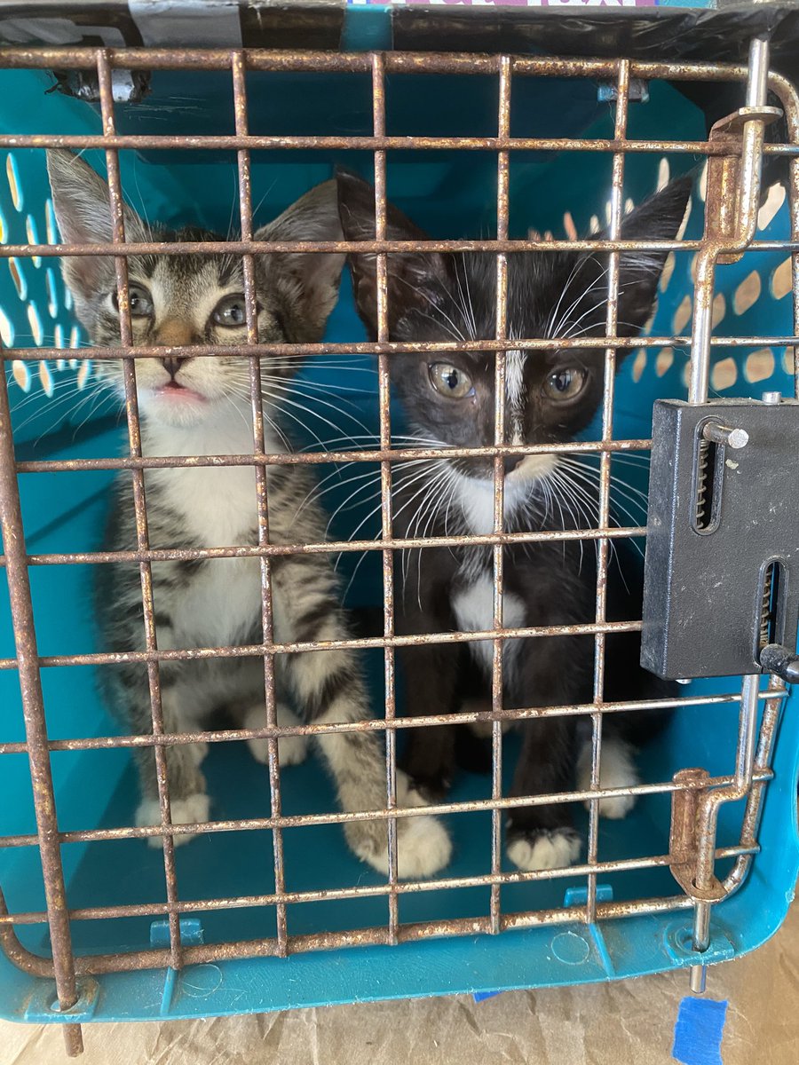 4God4lways's tweet photo. Abandoned on the side of the interstate. I found these two precious kittens and got them to a rescue center where they can be nurtured back to good health and given to a deserving loving human.
#stray #straykittens #domesticated #pets #kittens #love https://t.co/QwQ9nArrfq