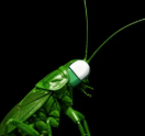 jambucke's tweet photo. thats just not the right colour btw https://t.co/cDIZ27uFZu