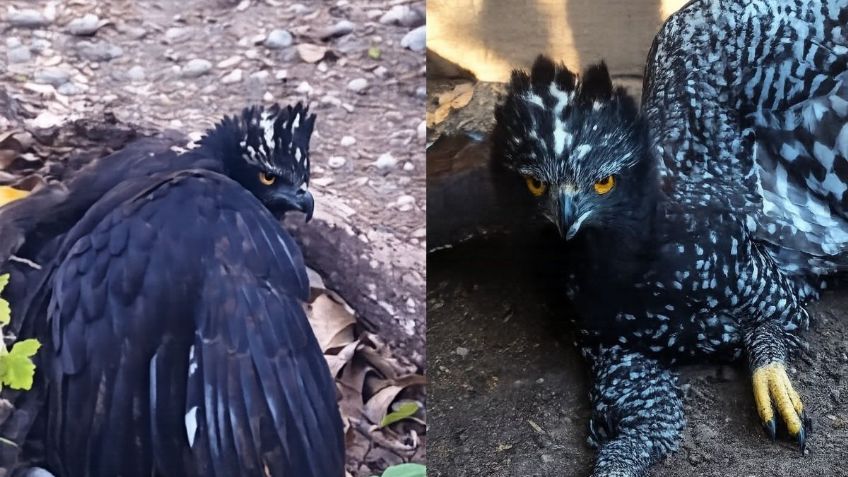 CITRO_UV's tweet photo. 🦅 Por primera vez se registró la presencia del #ÁguilaTirana en la Reserva de la Biosfera Sierra Gorda, Querétaro. La especie, catalogada en peligro de extinción, es un indicador de ecosistemas bien conservados y un hito para la biodiversidad del país. 🌿 #Conservación https://t.co/1pvFZ0qE1A