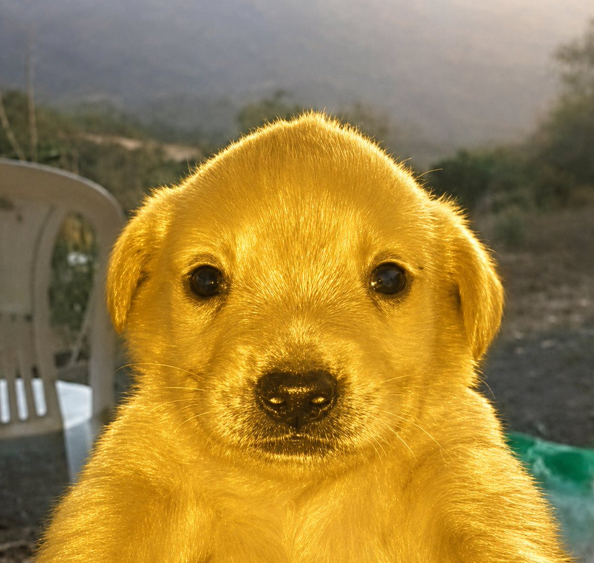 AtLeastITryy's tweet photo. @blknoiz06 Golden retrievers also looks good! https://t.co/jfcEYjwISL