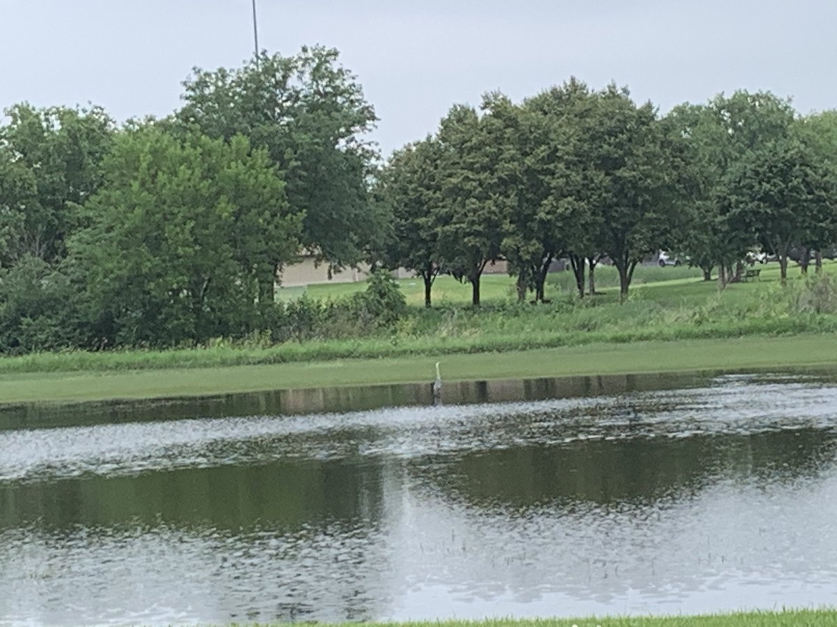 NosferatuVK's tweet photo. #NeighborhoodHeron made an appearance the other day, on a temporary lake that is, most days, a flat, grassy field.ππ€
Climate change is here, mofos.
#RandomThoughts #Gomslly
#ClimateChangeIsReal #Gomslley https://t.co/zLSIIVZ8yR