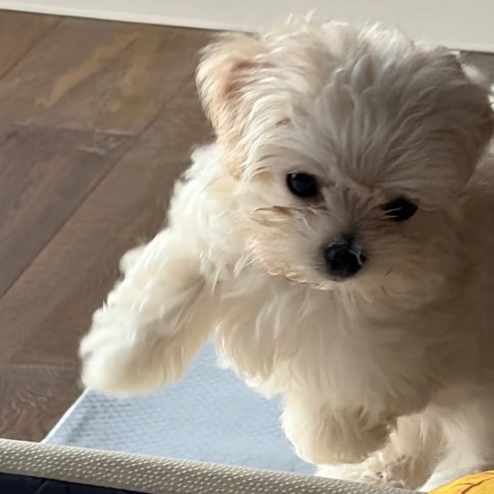WINTER_THAILAND's tweet photo. โปเนียวหลานยาย (2) 🐶🥺 https://t.co/0AZD11Mj7r