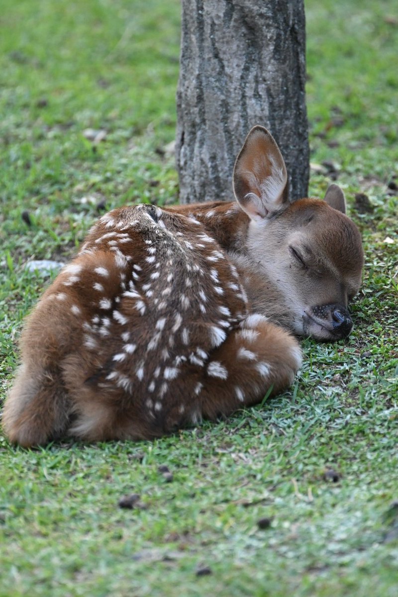 ncbutwDsL0UC6np's tweet photo. この子たちの命がどうか守られますように🦌

(望遠で撮影） https://t.co/ocJ975MBVi